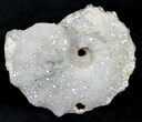 Agate/Chalcedony Replaced Ammonite Fossil #25506-1